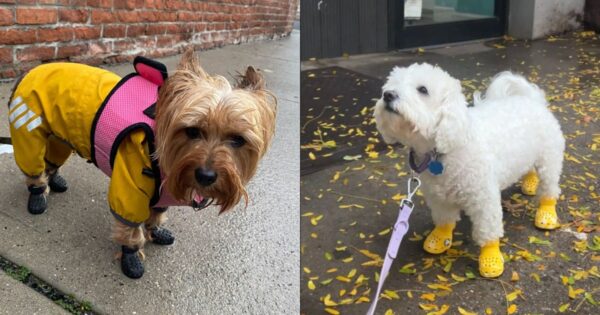 How to Protect Your Dog’s Paws in the Summer, According to Vets